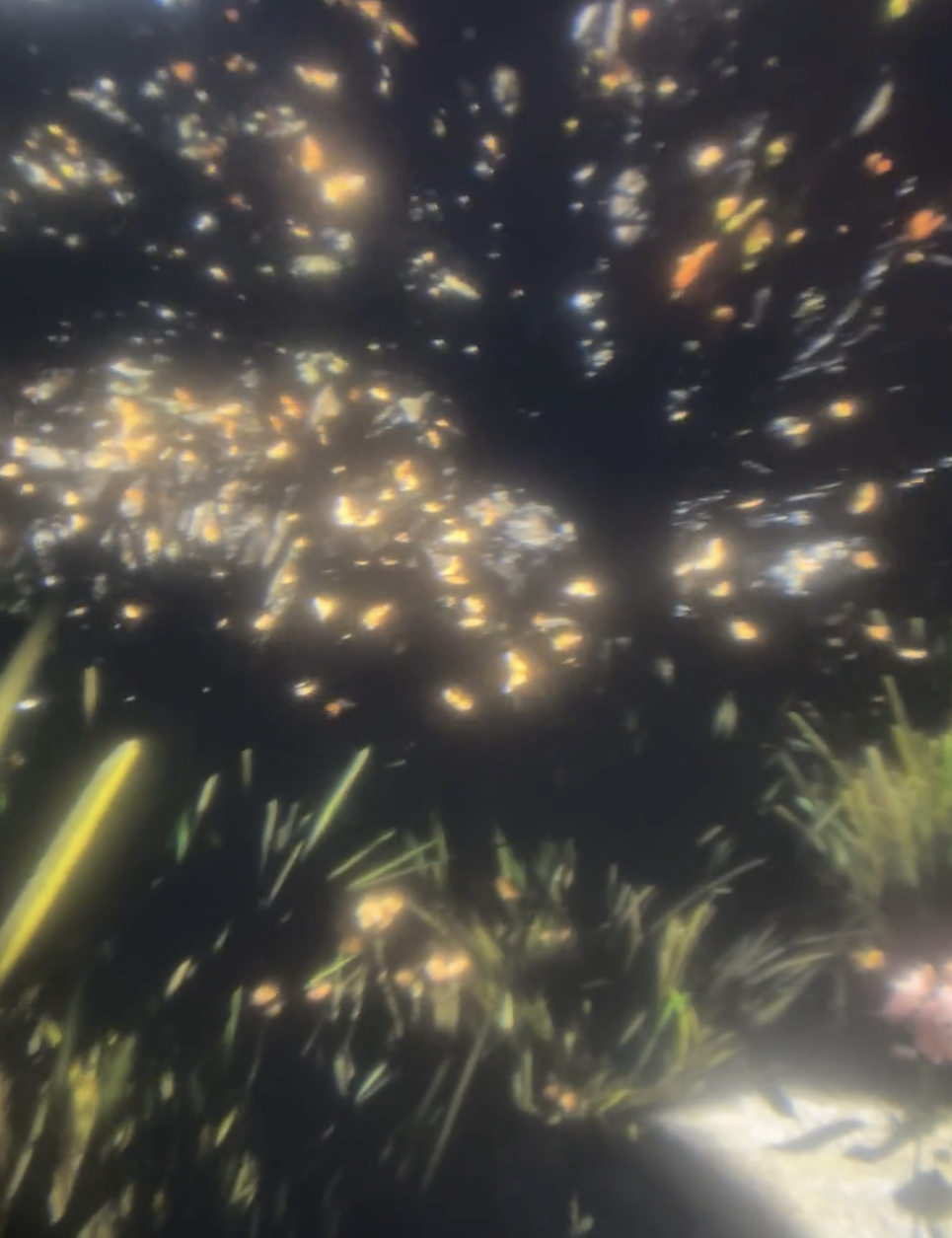 Blurry forest scene with monarch butterflies. The image has a dreamy, abstract quality with diffused golden and white highlights.