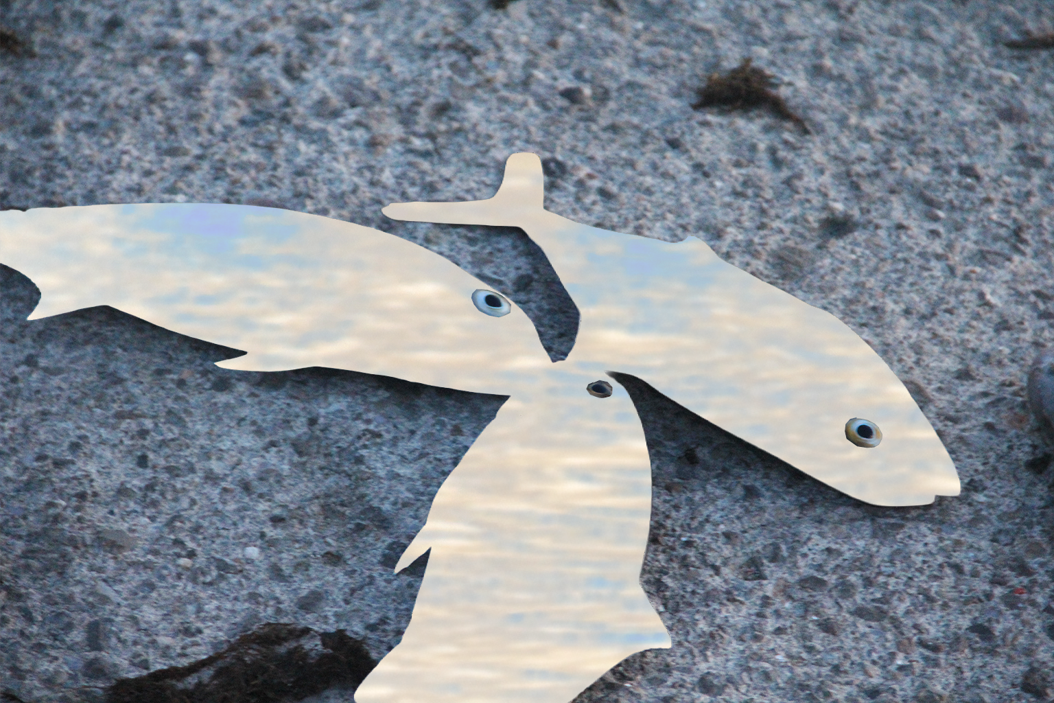 Three fish-shaped mirrors with googly eyes lie on a rough, gray surface, reflecting a blue sky with clouds.