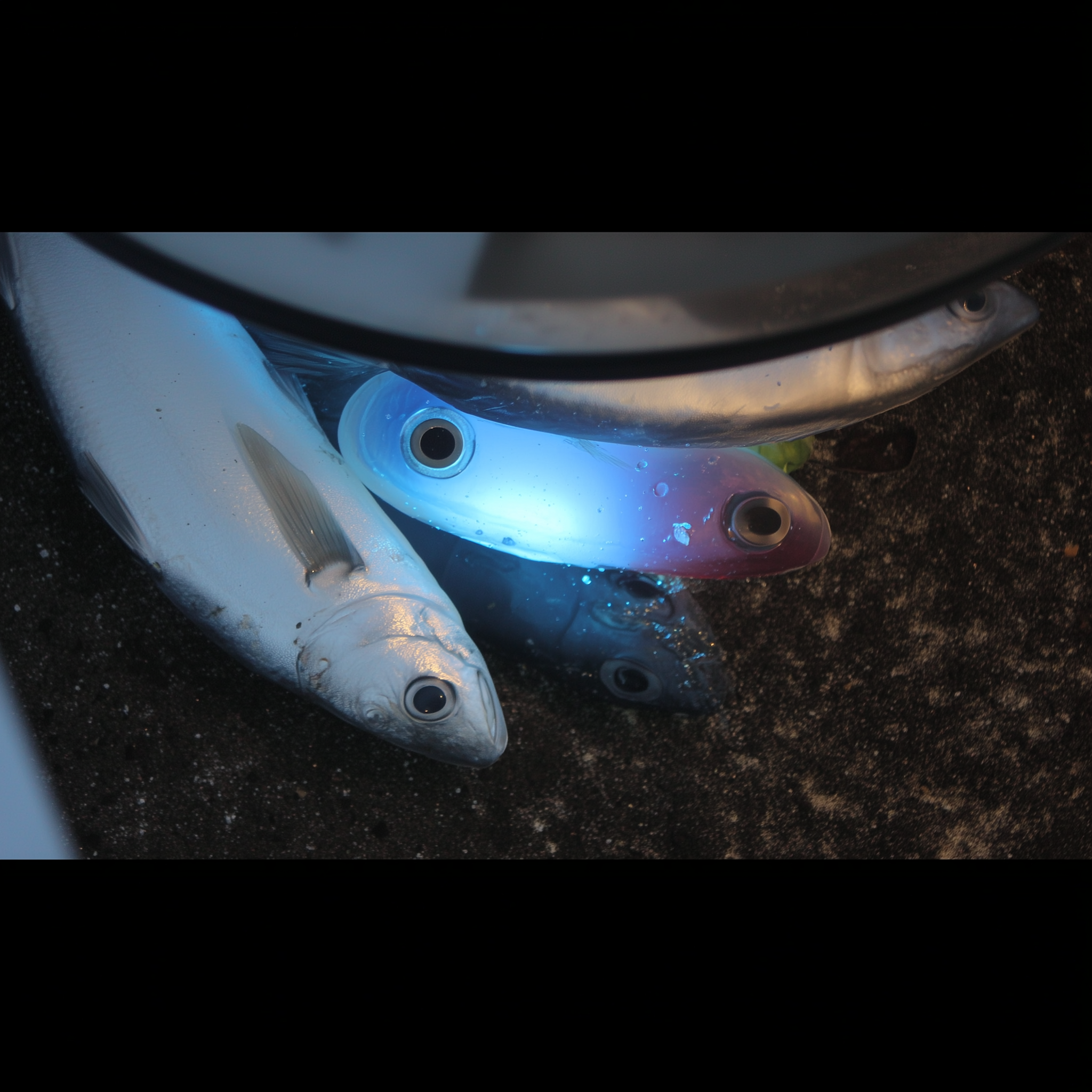 Several silvery fish with large eyes lie close together on a dark, wet surface. A blueish light shines on some of the fish, creating a luminous effect on their bodies.