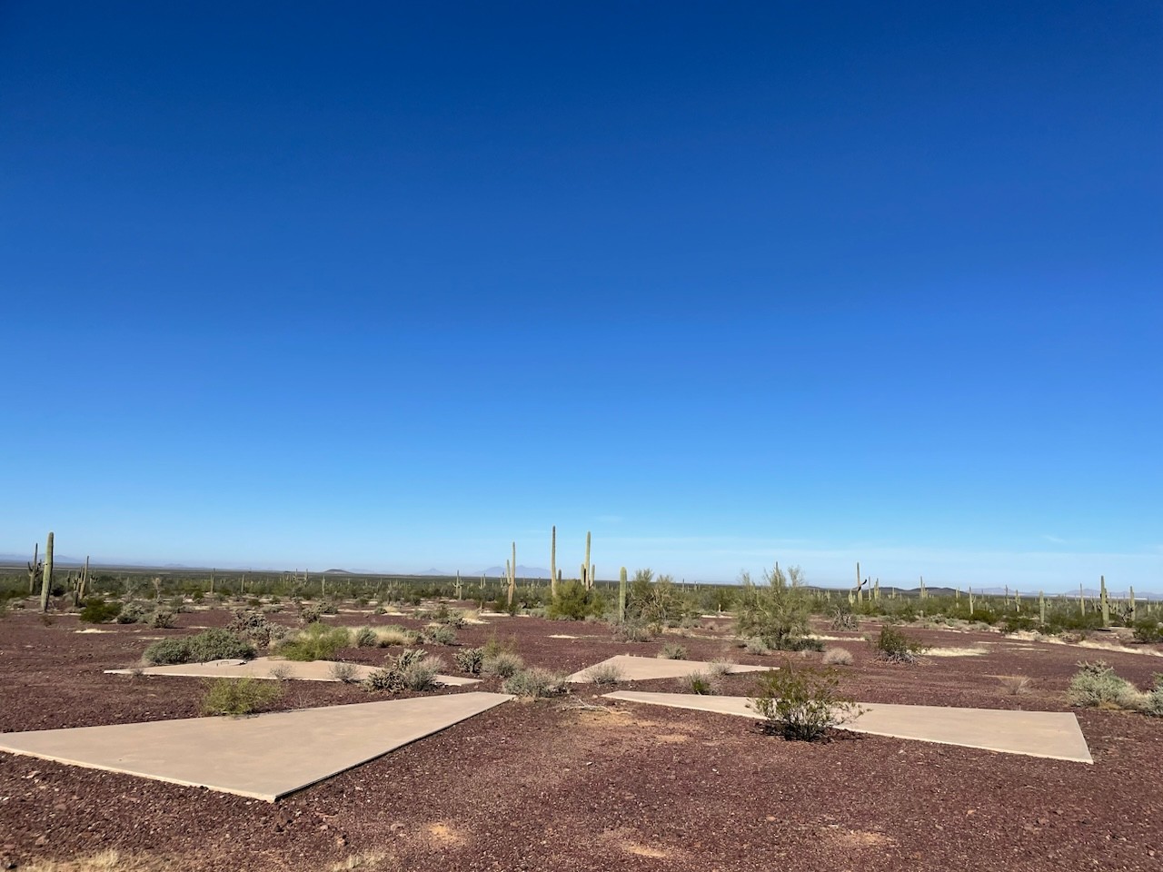 A desert landscape with sparse shrubs, tall cacti, and concrete paths under a clear blue sky. The horizon is visible in the distance.